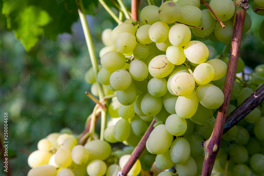 Close up view of ripe juicy berries of grapes on branch with leaves in vineyard.. Close up view of ripe juicy berries of grapes on branch with leaves in vineyard..