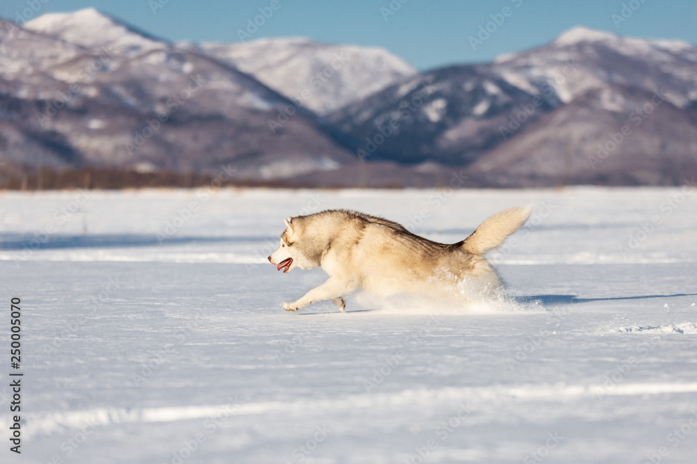 Crazy, happy and funny beige and white dog breed siberian husky running fast on the snow in the winter field. Crazy, happy and funny beige and white dog breed siberian husky running fast on the snow in the winter field.