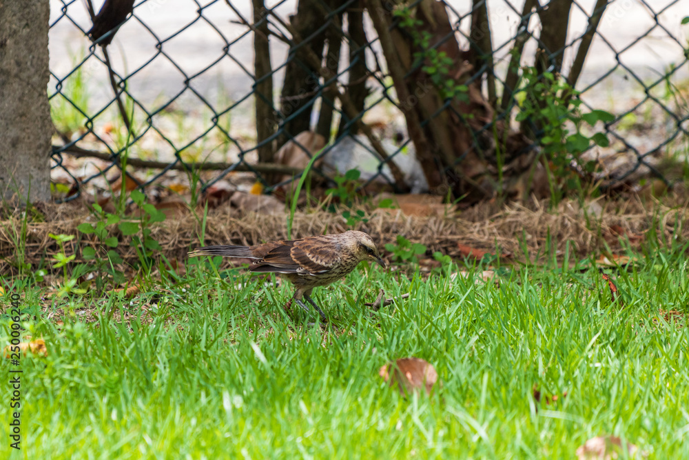 Obraz premium Closeup of rufous Brown Thrasher bird walking in green grass