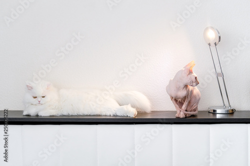 Fototapeta Naklejka Na Ścianę i Meble -  Two cats at home love or hate. White persian furry cat and Hairless cat Don Sphynx breed with pink naked skin. Frenemis domestic pets concept.