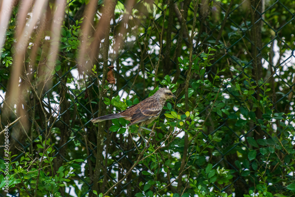 Closeup of rufous Brown Thrasher bird walking in green grass Closeup of rufous Brown Thrasher bird walking in green grass