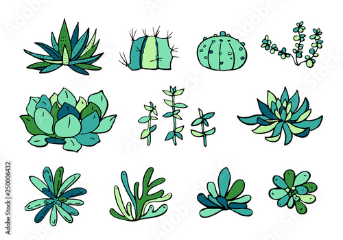 Succulent plants colorful set. Vector hand drawn outline sketch illustration