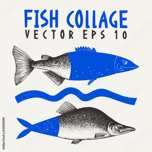 Hand drawn collage illustration of pink salmon fish. Can be use for menu or packaging design. Seafood vector illustration.