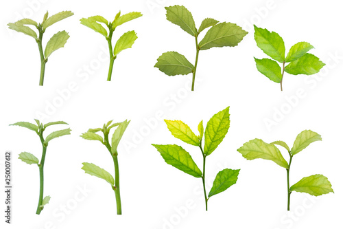 Blurred for background.Put forth fresh leaves isolated on white background.Clipping Path.