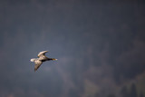 Double-crested Cormorant.(Phalacrocorax auritus) in flight