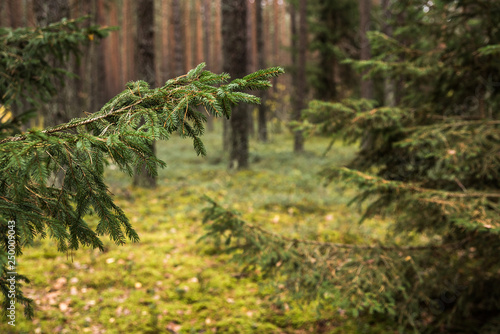 Fir branch