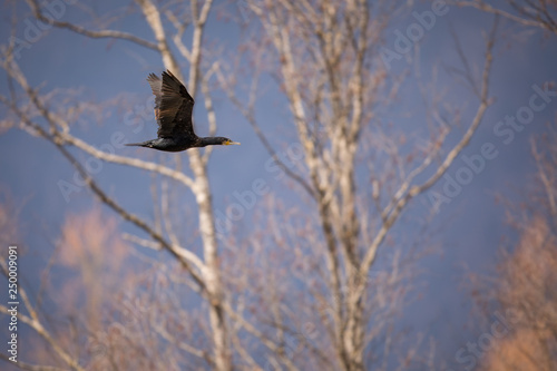 Double-crested Cormorant. Phalacrocorax auritus  in flight