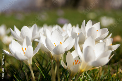 White crocuses in the spring