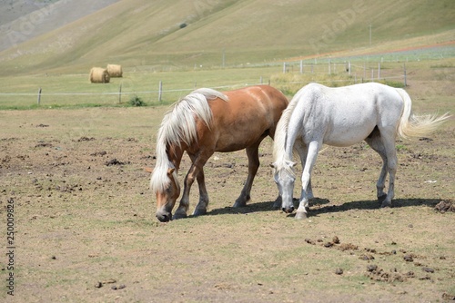 Cavalli a Castelluccio di Norcia photo