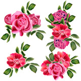 Collection of vector roses for design