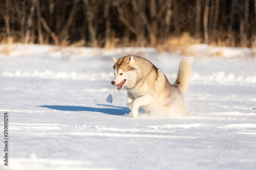 Fototapeta Naklejka Na Ścianę i Meble -  Crazy, happy and cute dog breed siberian husky with tonque out jumping and running on the snow in the winter field.