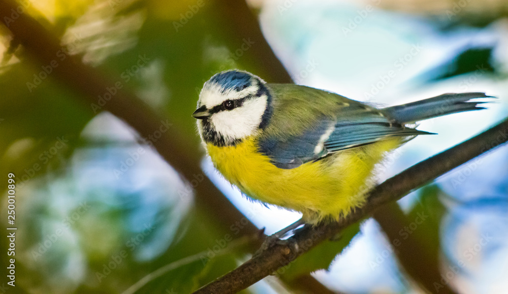 Naklejka premium bluetit watching out. bird portrait with nice bokeh and copy space