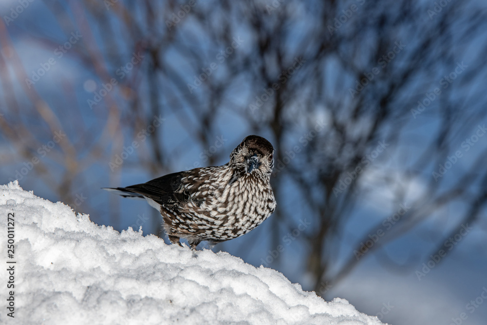 Spotted Nutcracker (Nucifraga caryocatactes) in winter forest. Spotted Nutcracker (Nucifraga caryocatactes) in winter forest.