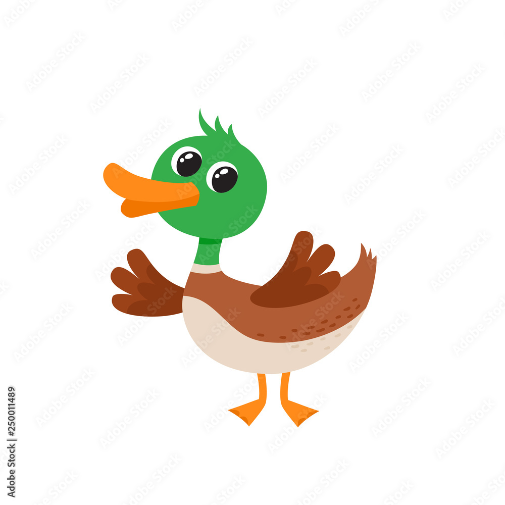 Vector illustration of cartoon funny duck isolated on white background.