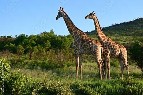 Two Southern African giraffe standing alert in the late afternoon sunshine