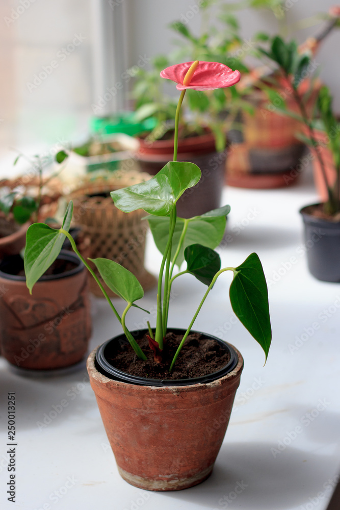 Anthurium plat in a flower pot on window sill