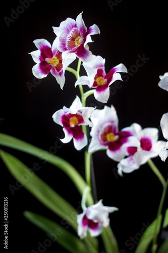 Fototapeta Naklejka Na Ścianę i Meble -  Orchid flowers on black
