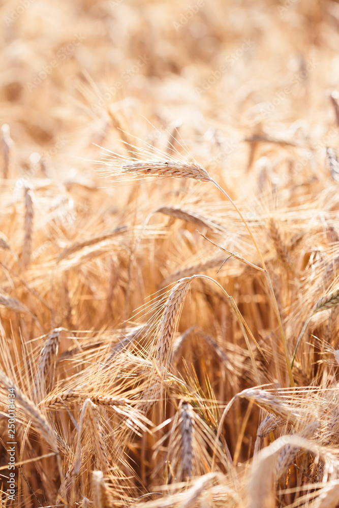 Fototapeta premium Closeup of field of ripe golden rye