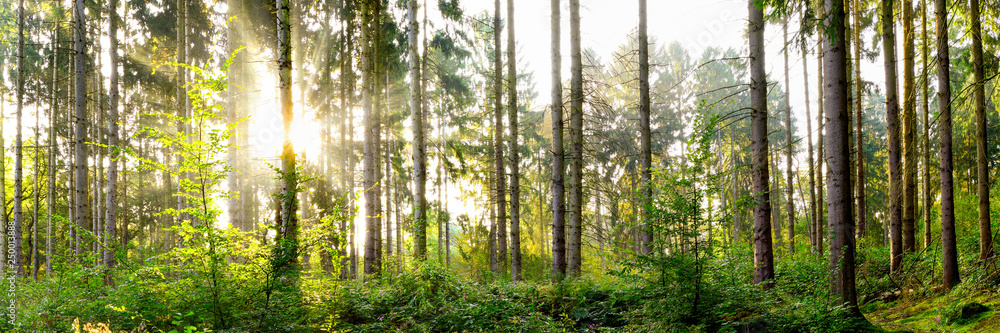 Beautiful forest in spring with bright sun shining through the trees Beautiful forest in spring with bright sun shining through the trees