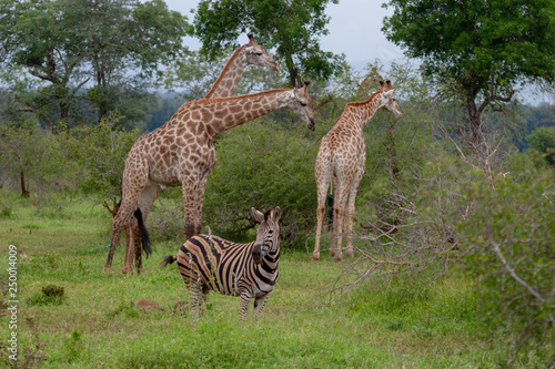 giraffe mammal of the kruger national park south africa