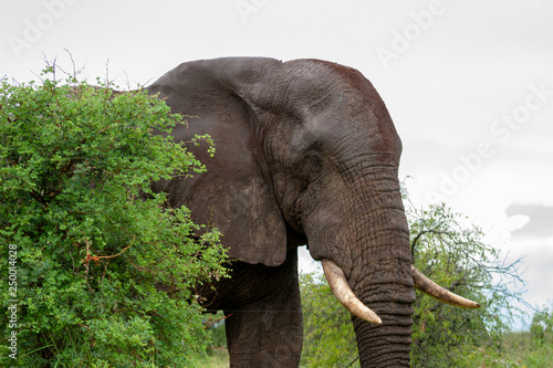 kruger national park south africa