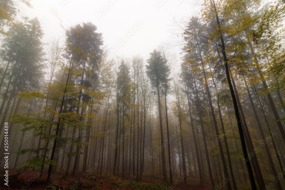 Obraz premium Nebelstimmung