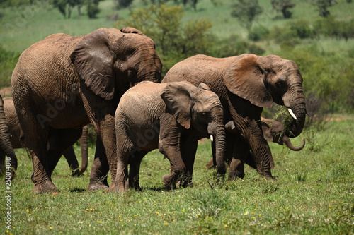 Foto Breeding herd of African Elephants moving across the open plains