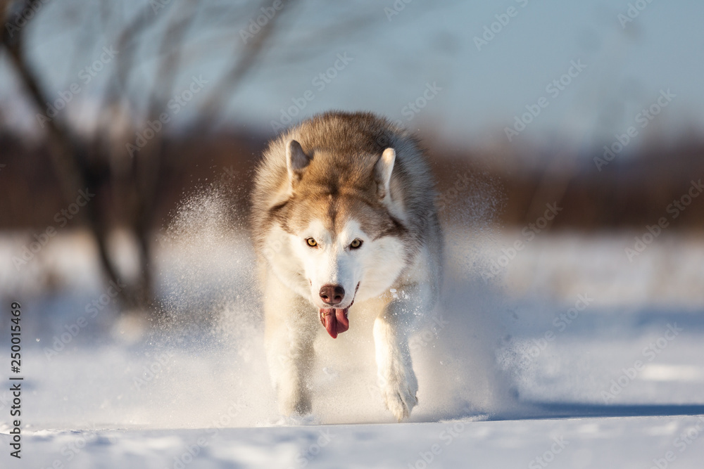 Crazy, happy and beautiful beige and white dog breed siberian husky running on the snow in the winter field. Crazy, happy and beautiful beige and white dog breed siberian husky running on the snow in the winter field.