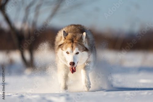 Crazy, happy and beautiful beige and white dog breed siberian husky running on the snow in the winter field.
