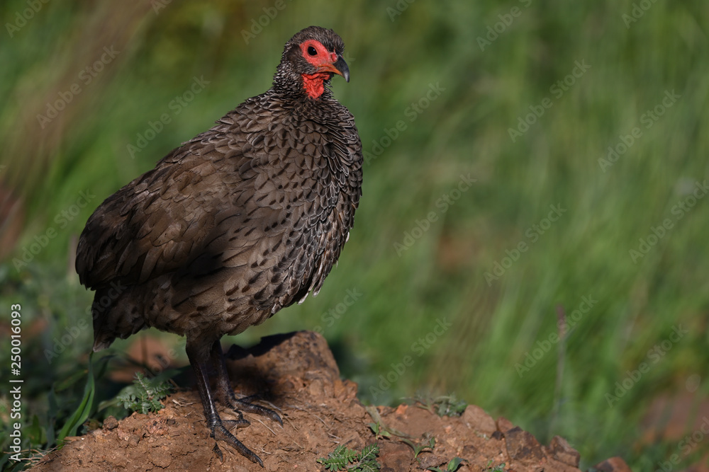 Red-necked Spurfowl posing in the early morning light Red-necked Spurfowl posing in the early morning light