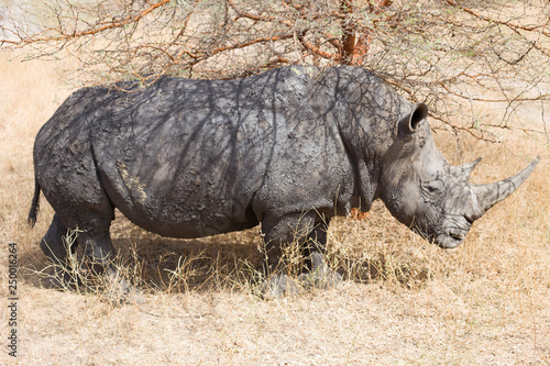 Rhinoceros in an animal park in Africa © Ewelina