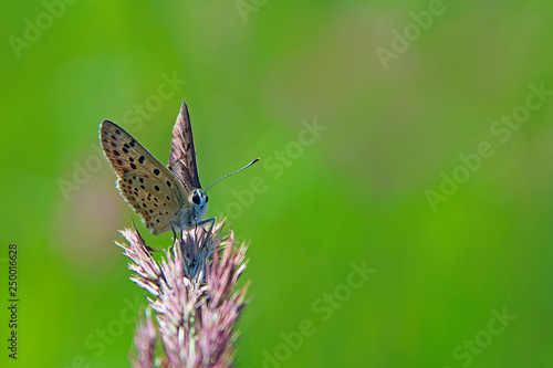 Wallpaper Mural Butterfly of Silver-studded Blue sitting on dry blade close up in summer day Torontodigital.ca