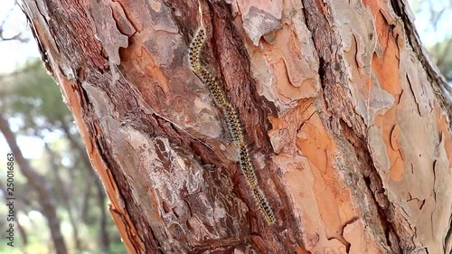 Pine processionary going down by bark of pine tree