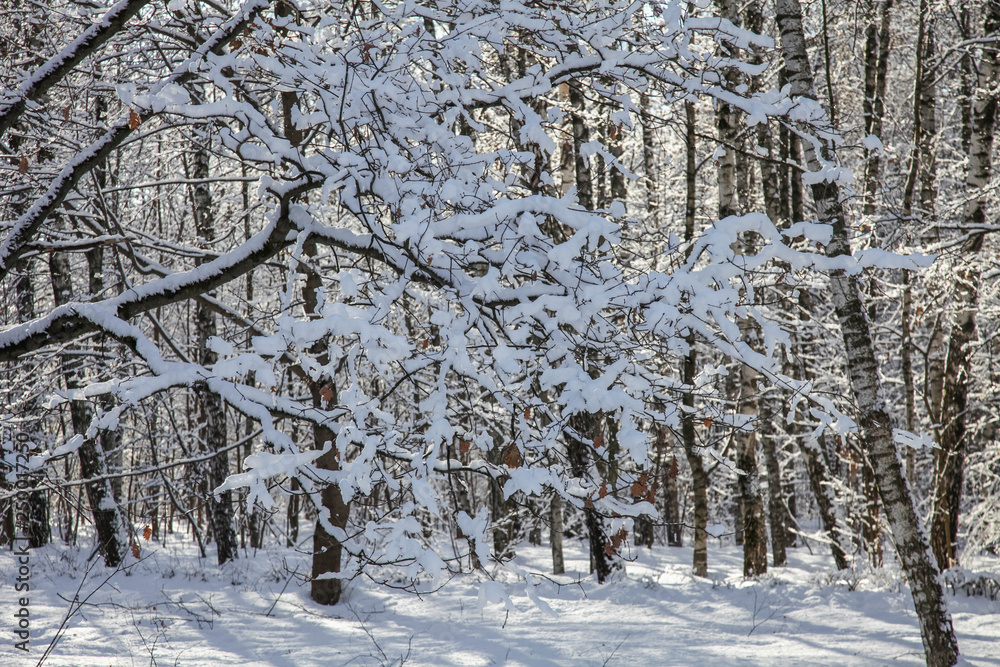 Fototapeta premium Winter nature