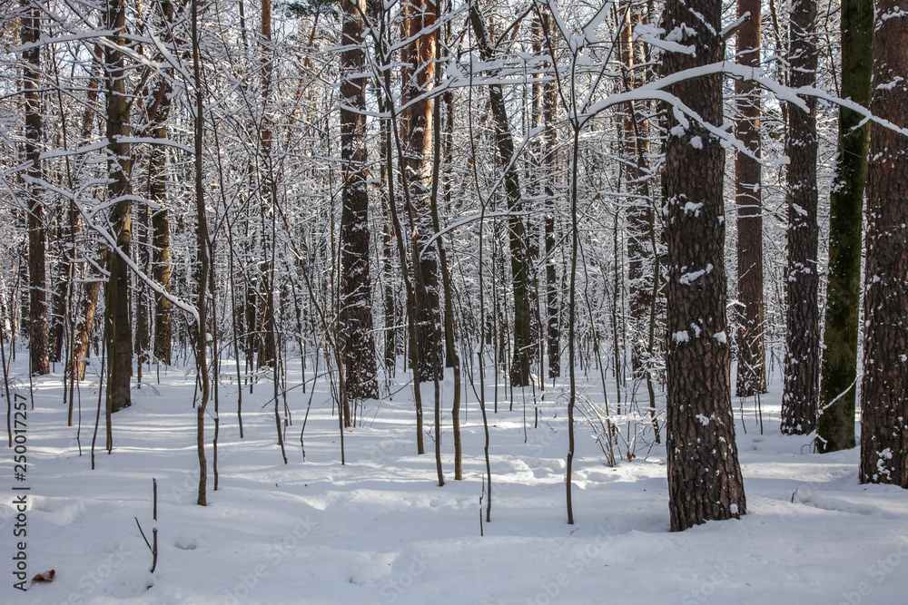Fototapeta premium Winter nature