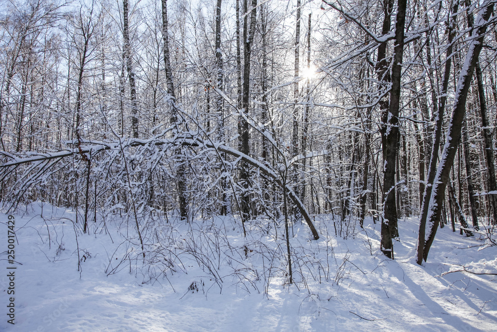 Winter nature