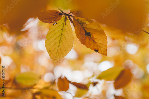 Beech tree foliage with autumnal colors
