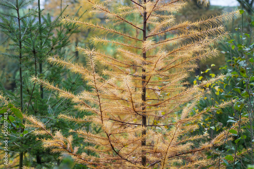 Larch tree with autumanl foliage photo