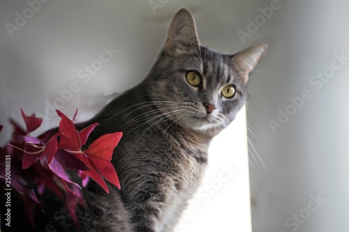 Domestic gray cat sitting near a flower