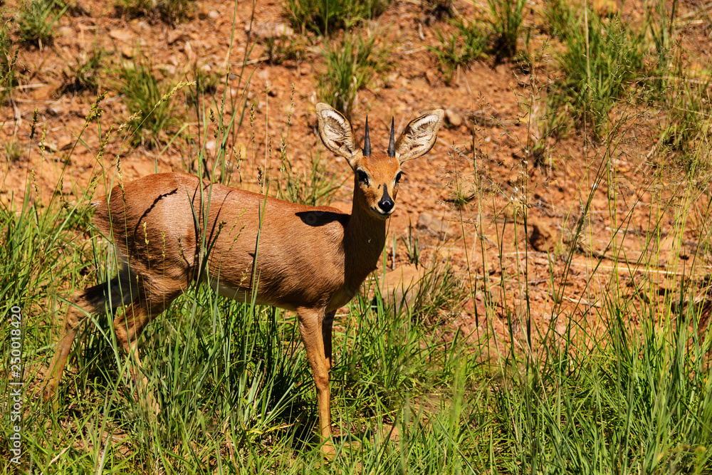 Lone Steenbok standing still momentarily before bounding away Lone Steenbok standing still momentarily before bounding away