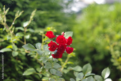 the Rose