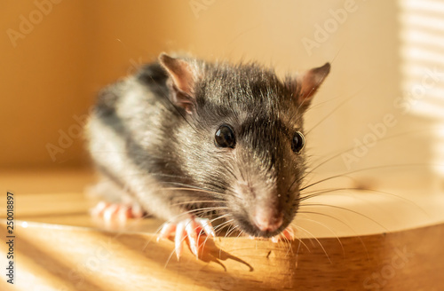 domestic rat on the table