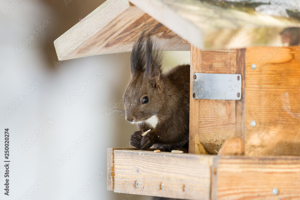 Φωτογραφία one natural squirrel burglarizing the bird house