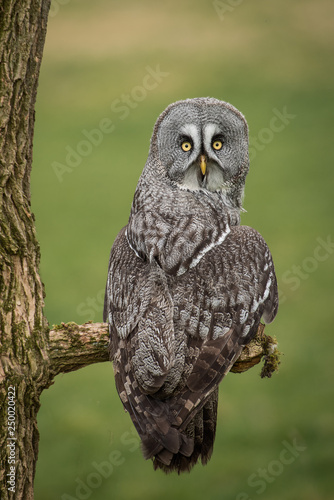 Wallpaper Mural A portrait of a great gray grey owl perched on a branch. It is taken from behind and its head is turned facing backwards looking at the camera Torontodigital.ca