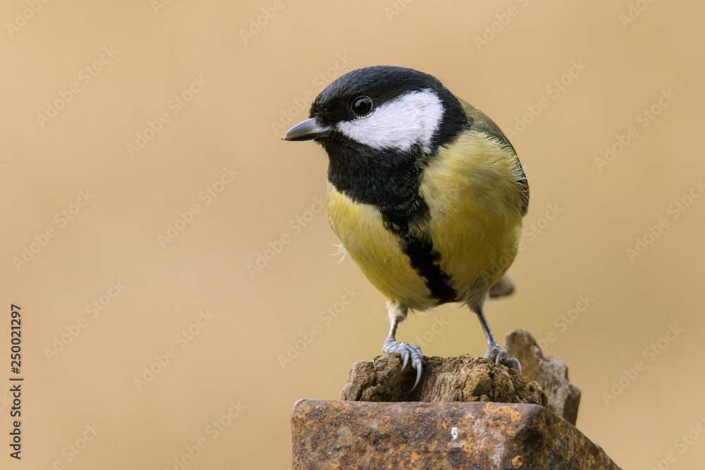 Obraz premium Kohlmeise - Parus major