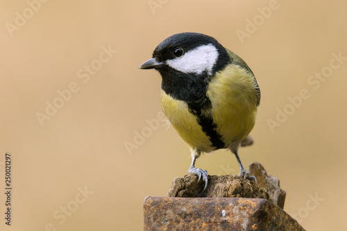 Kohlmeise - Parus major