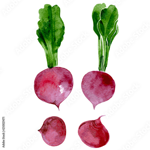 Watercolor beet. Hand drawn illustration isolated on white background. Vector