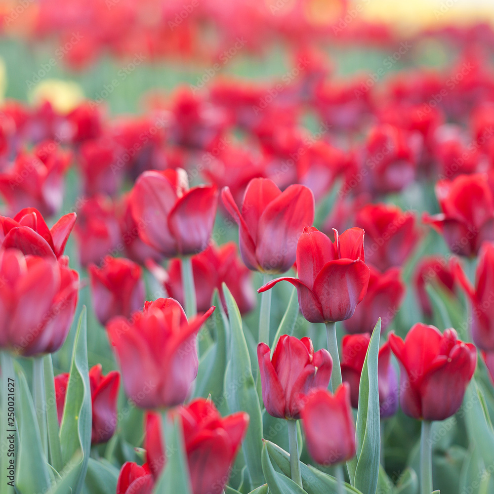 bright burgundy tulips in the summer field bright burgundy tulips in the summer field