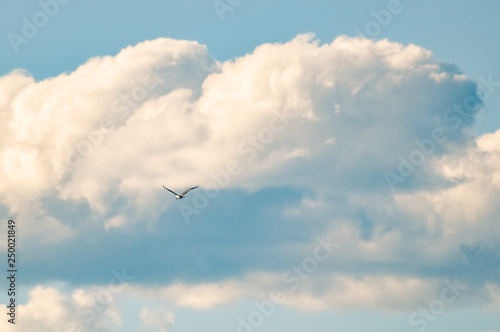 Falcon fly in the blue cloudy sky.