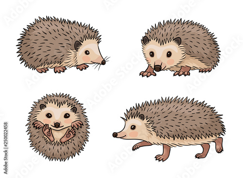Cute hedgehogs - vector illustration